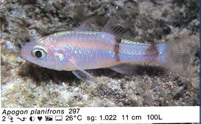 Apogon planifrons
